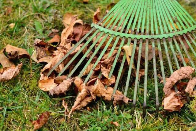 Un bărbat adună frunze căzute într-o grădină de toamnă